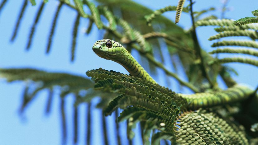 Green mamba