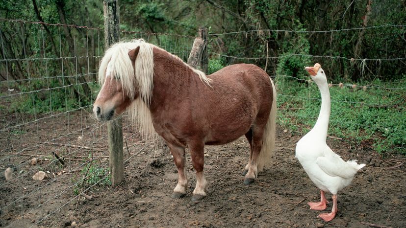 Miniature horse