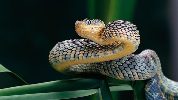 Viper Snake Species Are Always Venomous