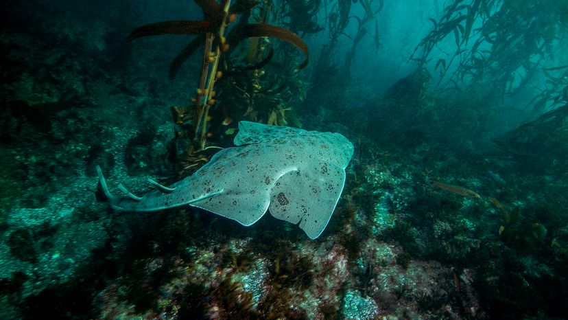 Pacific angel shark