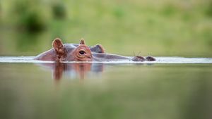 Hippo in the green pool