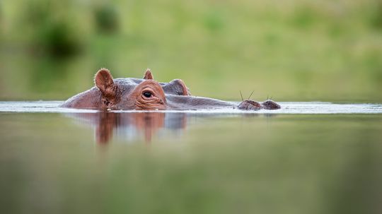 Hippo vs. Rhino: Who Comes Out on Top?