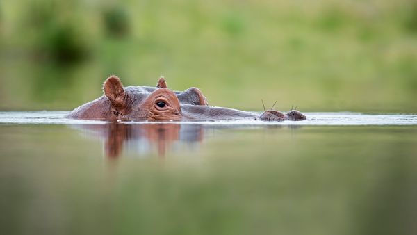 Hippo vs. Rhino: Who Comes Out on Top?