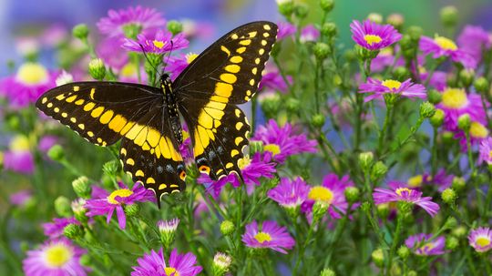 4 Yellow and Black Butterfly Species in North America