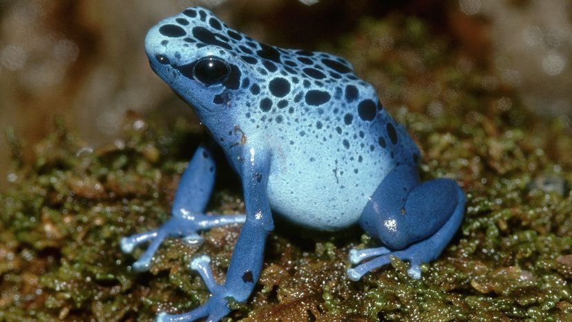 Blue poison dart frog