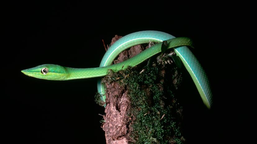 Asian vine snake