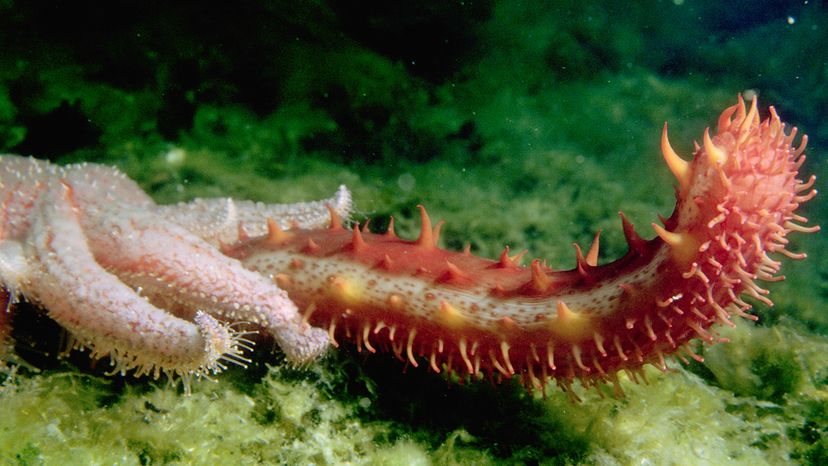 A starfish clings to a sea cucumber underwater