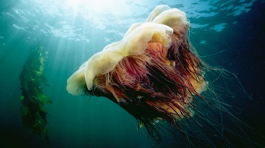 Giant Jellyfish Grow up to 8 Feet Wide With 60-foot Tentacles