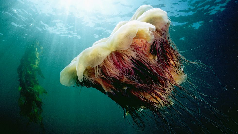 Giant Jellyfish Grow up to 8 Feet Wide With 60-foot Tentacles