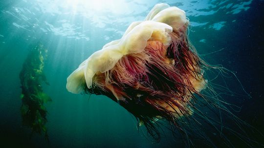 The Lion's Mane Jellyfish Was the Secret to a Sherlock Holmes Mystery