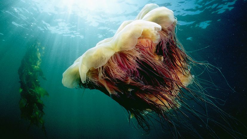 Lions mane jellyfish
