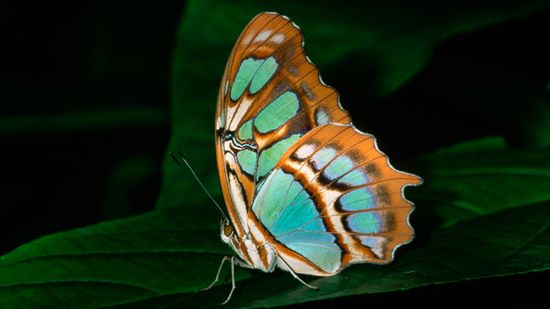 6 Green Butterfly Species Blending in With Their Environments