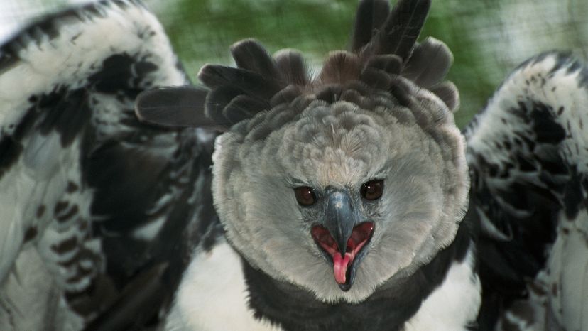 Harpy eagle