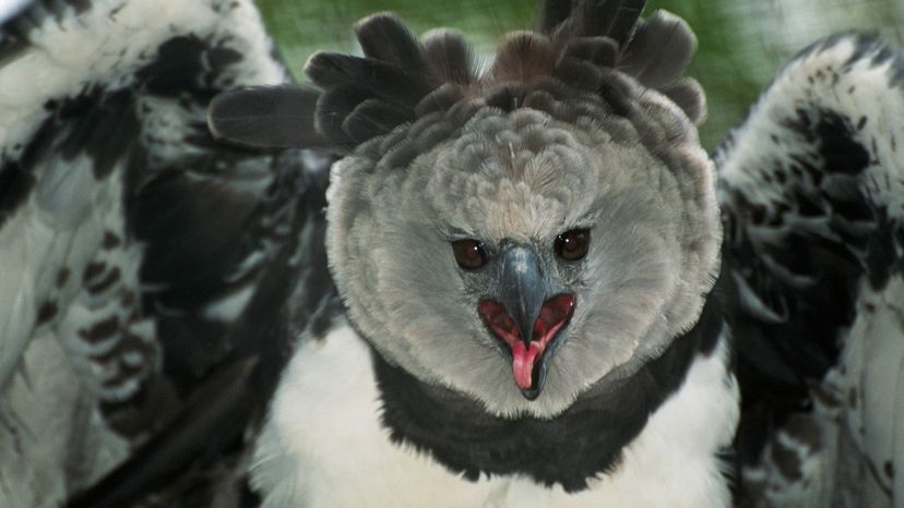 Harpy eagle.