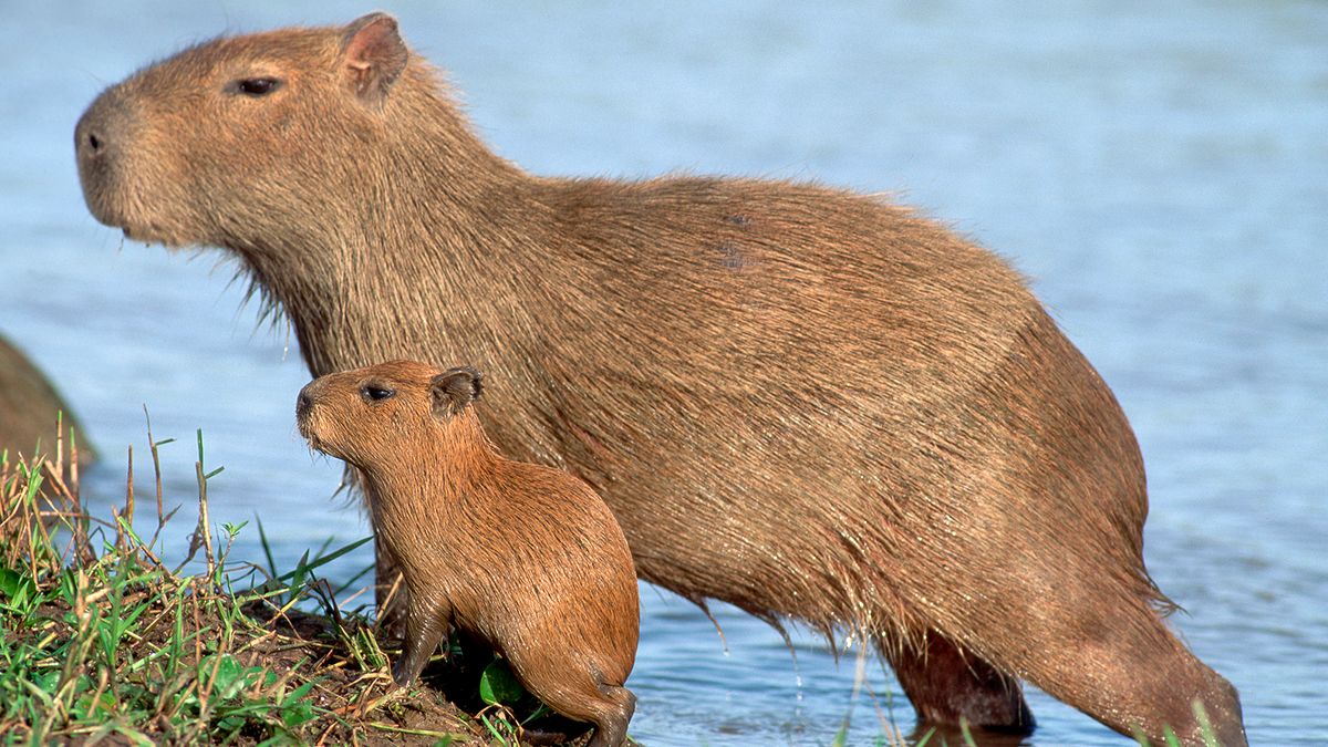 15 Animals That Start With 'C': From Cassowaries to Caimans