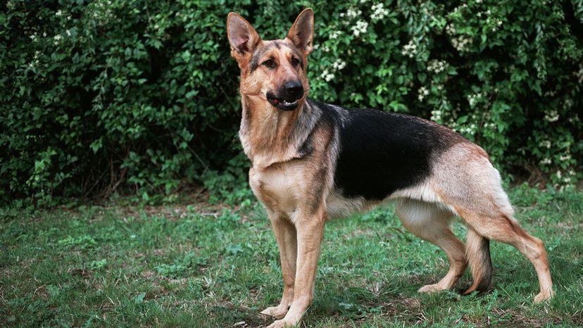 German shepherd