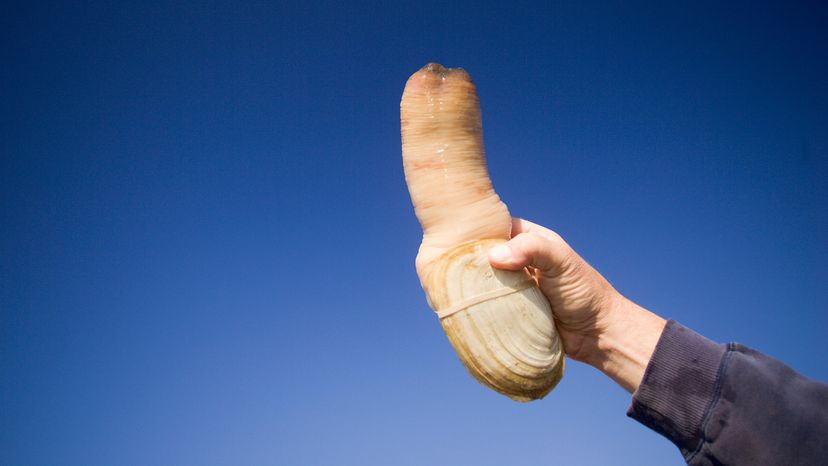 Hand holding a geoduck up to the sky