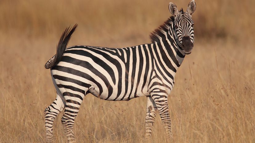 Zebra