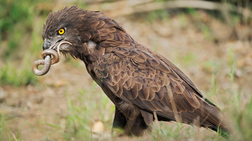 eagle