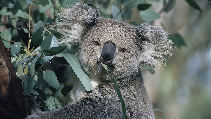 Koala