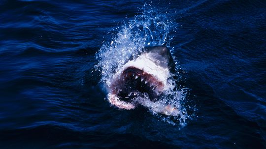 Florida Shark Attacks: Where Bright Colors and Bait Collide