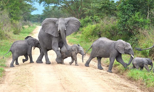 Elephant in nature, majestic mammal.