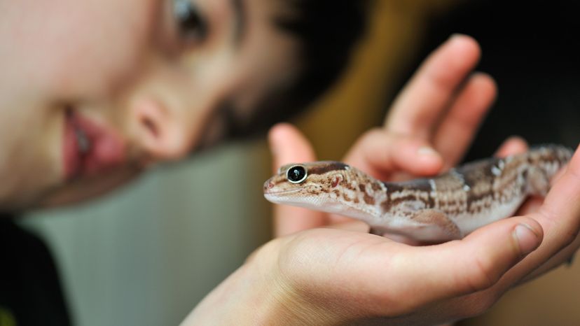 lizard
