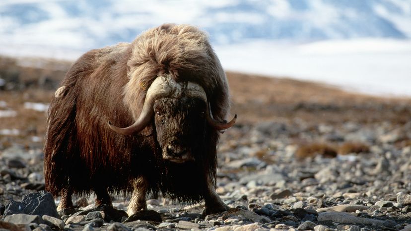 Musk ox