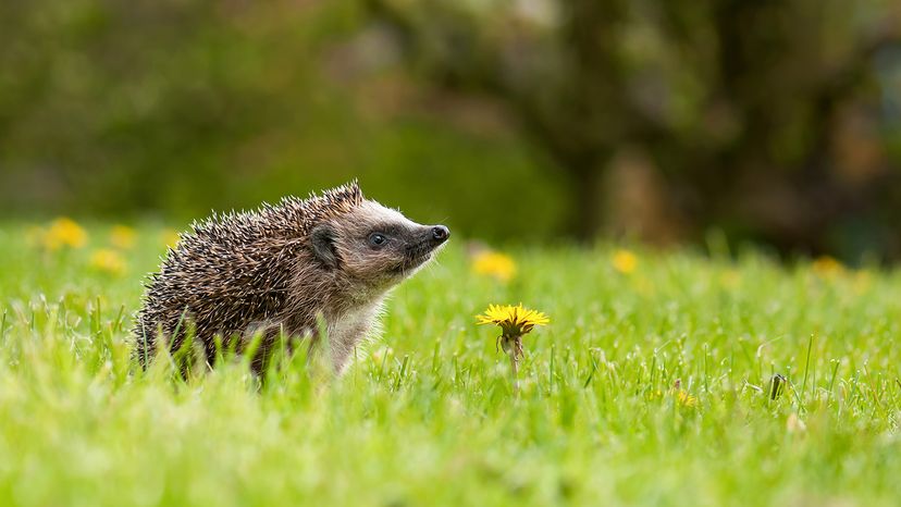 Hedgehog