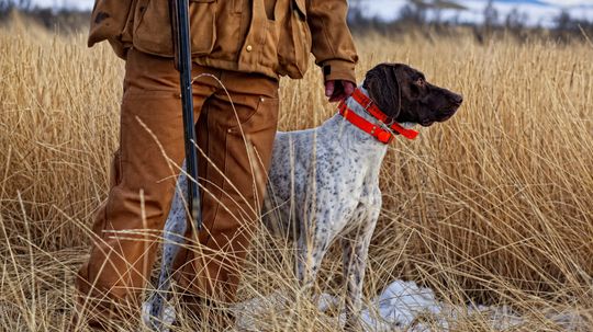 Top 10 Hunting Dog Breeds