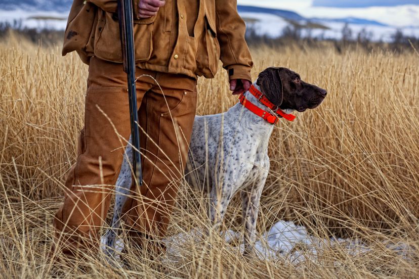 Hounds are exercised in preparation for the start of the new hunting season