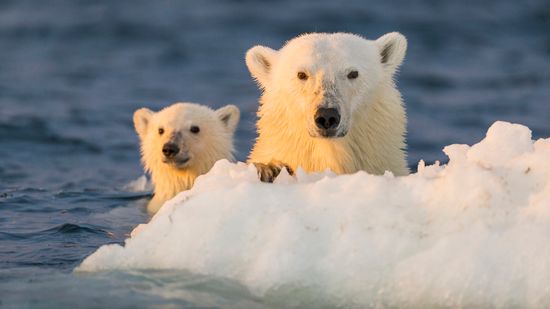 Polar Bear vs. Grizzly Bear: Which Bear Is Bigger and Tougher?