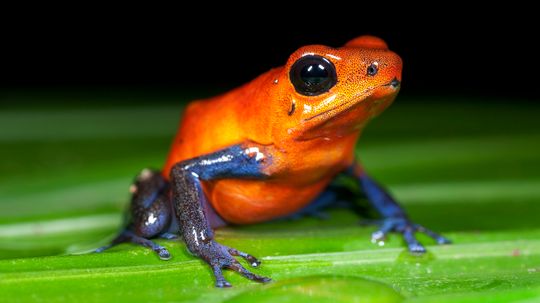 7 Poisonous Frogs With Major 'Look but Don't Touch' Vibes
