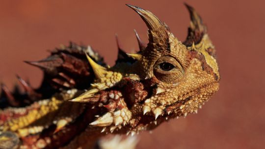 The Thorny Devil Collects Drinking Water Without Moving