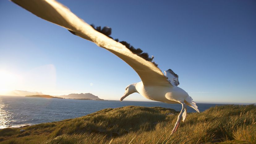 Wandering albatross