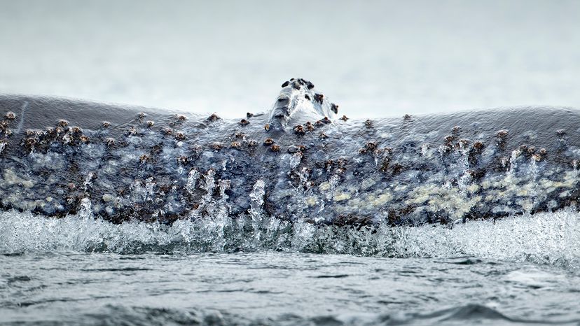 barnacle-covered