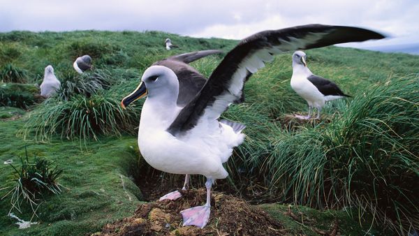 The Albatross Soars Over Thousands of Miles of Open Ocean