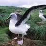 The Albatross Soars Over Thousands of Miles of Open Ocean