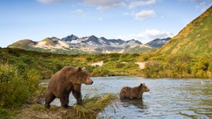 Two young brown bears playing in a river with mountains in background