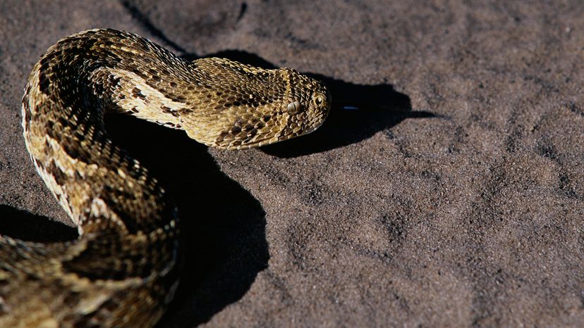 Puff adder