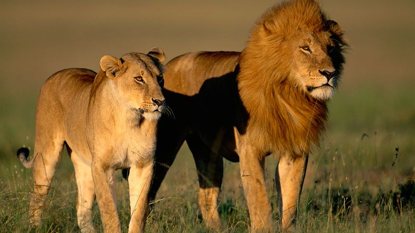 A male and female lion stand in early sunlight