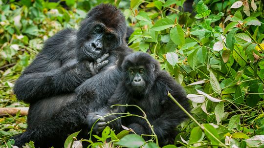 The Eastern Lowland Gorilla Is the World's Biggest Gorilla