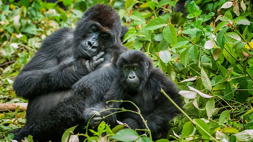 Two black gorillas, a mother and son, sit among green leaves