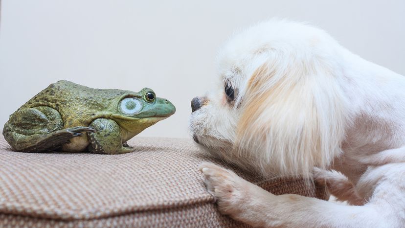 Dog nose to nose with bullfrog.
