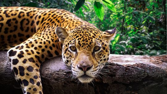 Jaguar vs. Leopard: Spotting the Similarities and Differences