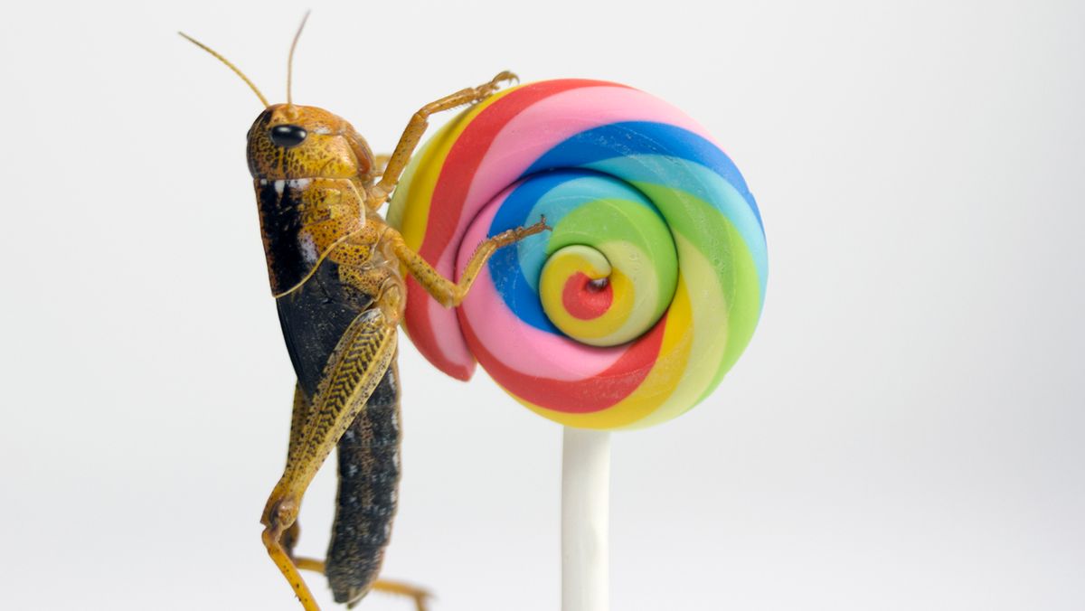 What Do Cicadas Eat? Depends How Old They Are