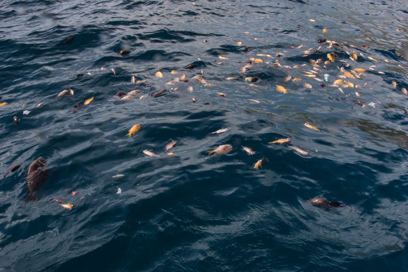 Dead fish on the surface after dynamite fishing.