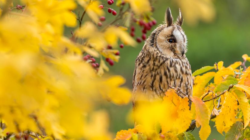 Long-eared owl