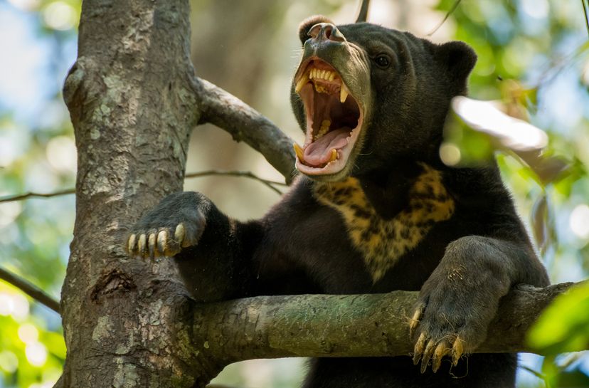 Sun bear