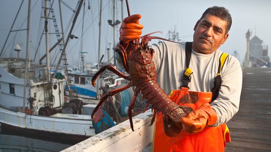 The Largest Lobster Ever Caught, Plus 6 More Over 20 Pounds